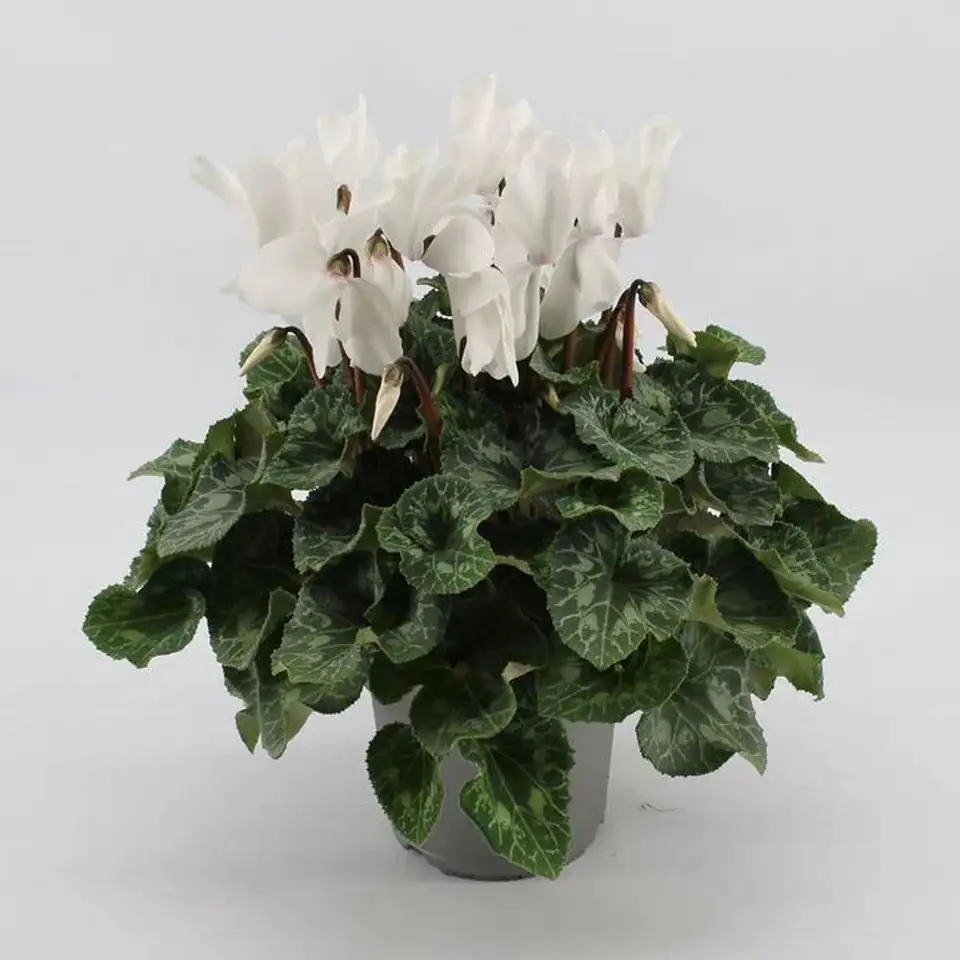 Циклама бяла D15 H36 - Cyclamen Super Serie XL