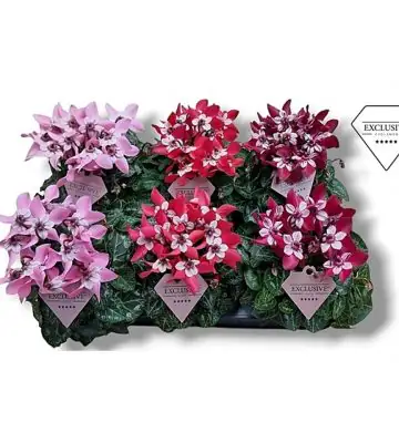 Циклама D10 H25 - Cyclamen Djix