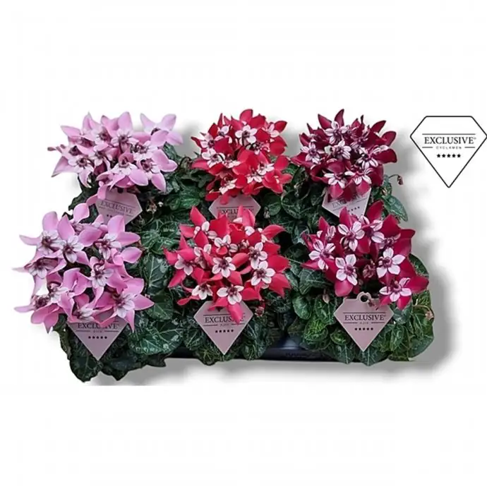 Циклама D10 H25 - Cyclamen Djix
