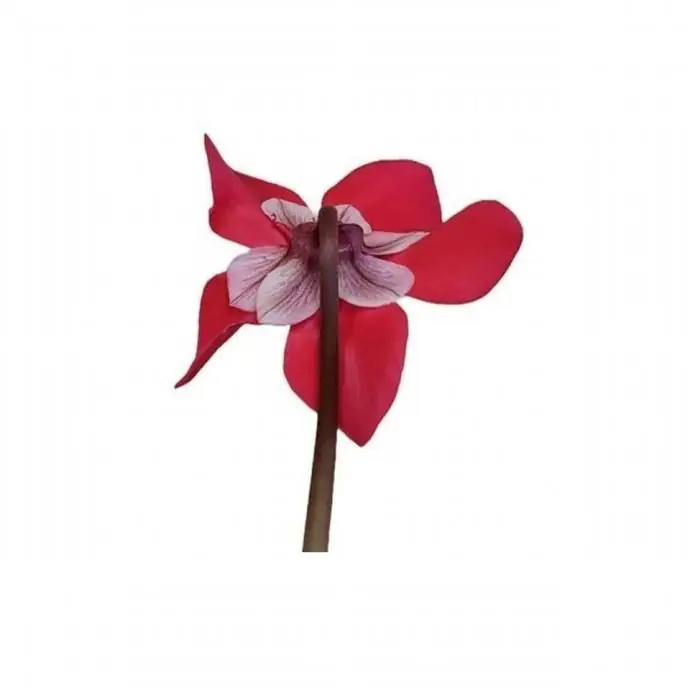 Циклама D10 H25 - Cyclamen Djix - Image 2