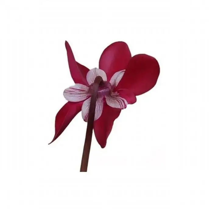 Циклама D10 H25 - Cyclamen Djix - Image 3