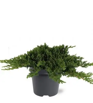 Юниперус D23 H35 - Juniperus procumbens Nana