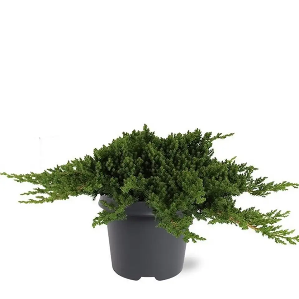 Юниперус D23 H35 - Juniperus procumbens Nana