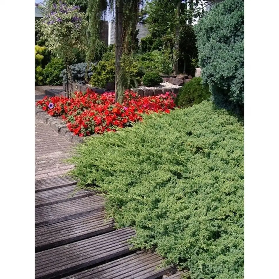 Юниперус D23 H35 - Juniperus procumbens Nana - Image 2