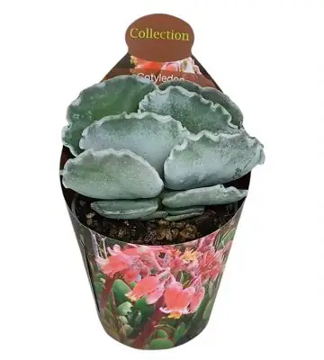 Котиледон D6.5 H8 - Cotyledon Undulata