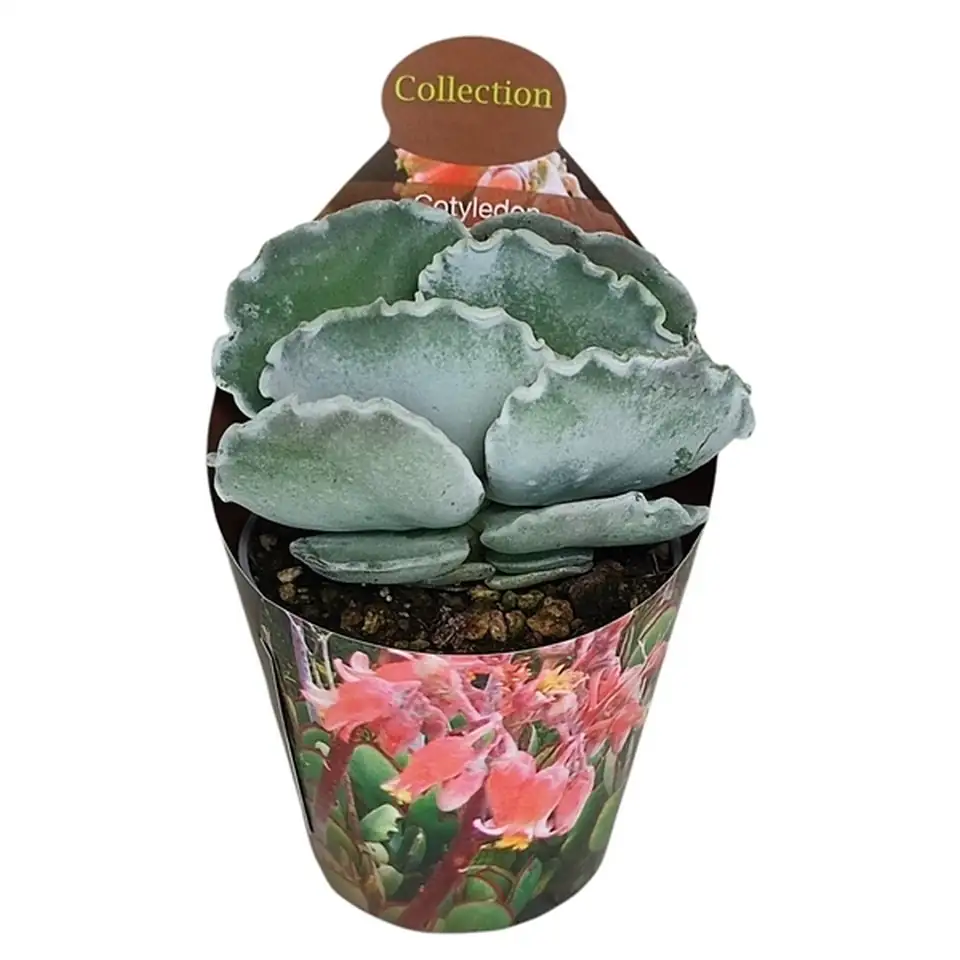 Котиледон D6.5 H8 - Cotyledon Undulata