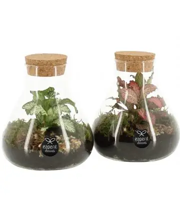 Растения в стъклен съд D10 H14 екосистема - Terrarium