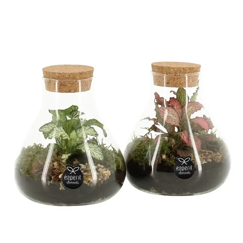 Растения в стъклен съд D10 H14 екосистема - Terrarium