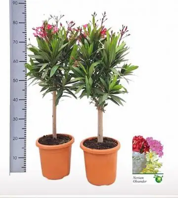 Олеандър на ствол D21 H75 - Nerium Oleander on stem