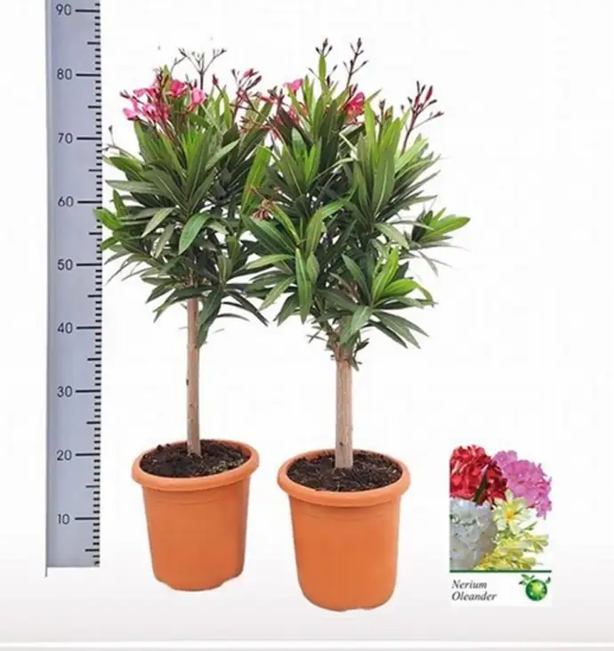Олеандър на ствол D21 H75 - Nerium Oleander on stem