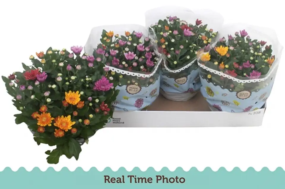 Хризантема  D23 H27 - Chrysanthemum Mount Aubisque