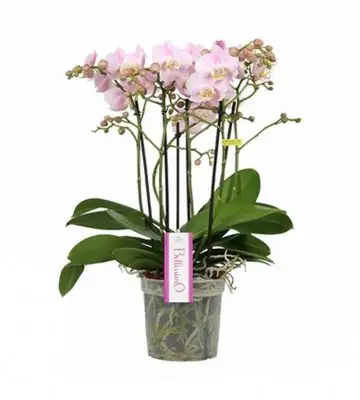 Орхидея D15 H50 - Phalaenopsis Bellissimo Adora