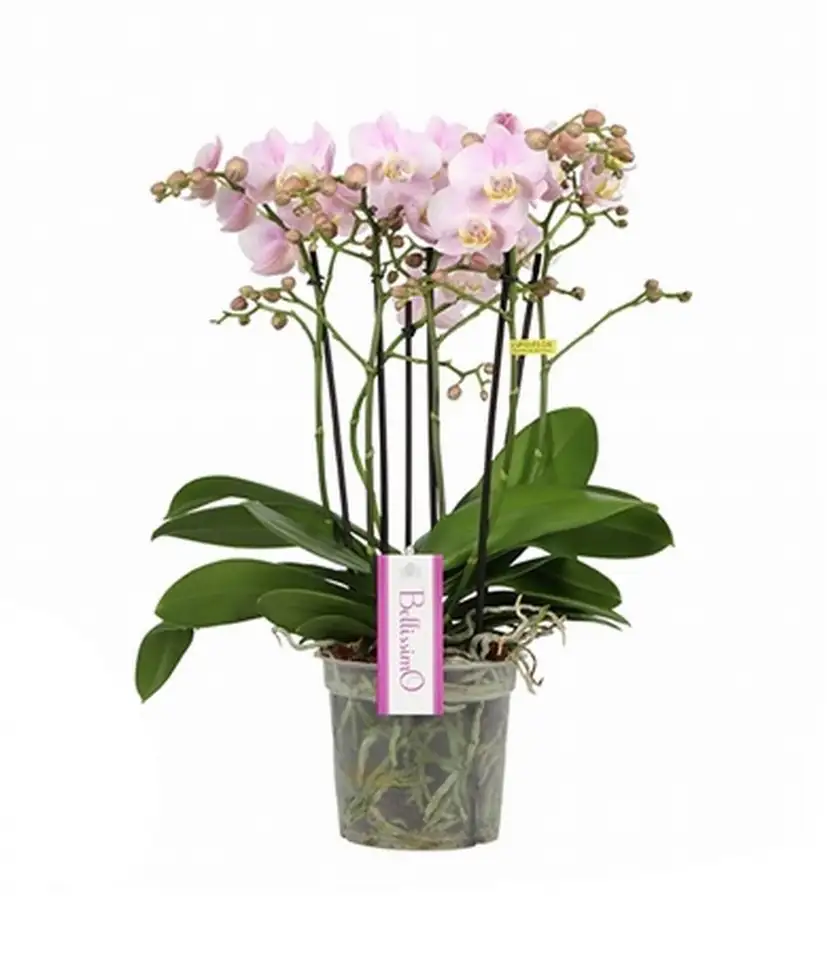 Орхидея D15 H50 - Phalaenopsis Bellissimo Adora