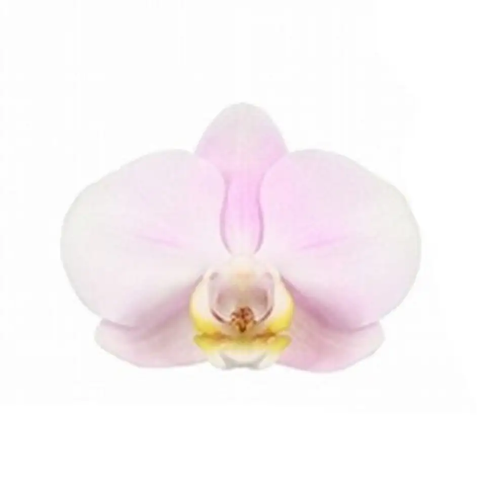 Орхидея D15 H50 - Phalaenopsis Bellissimo Adora - Image 2