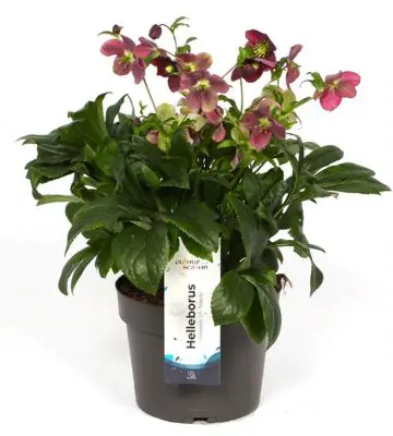 Хелеборус D19 H50 - Helleborus Viv Victoria