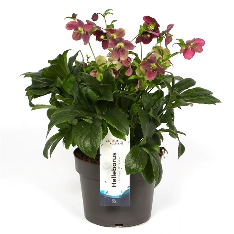 Хелеборус D19 H50 - Helleborus Viv Victoria