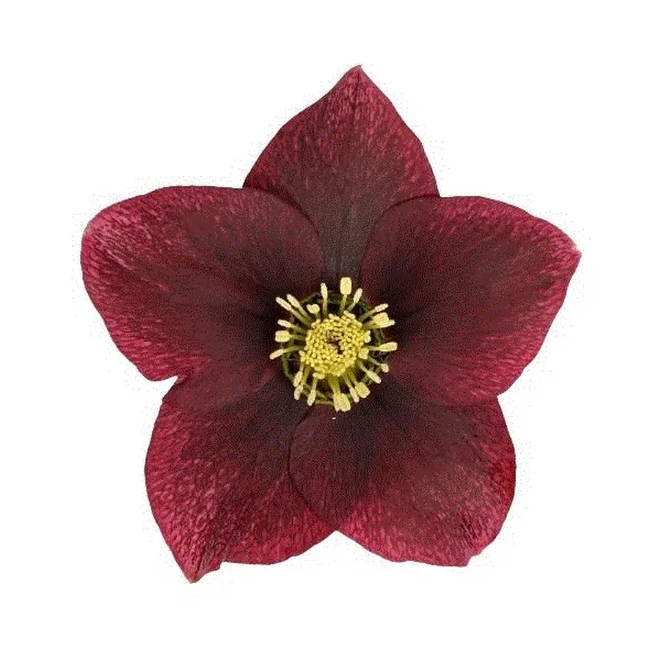 Хелеборус D19 H50 - Helleborus Viv Victoria - Image 2