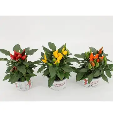 Капсикум D10 H15 - Capsicum mixed