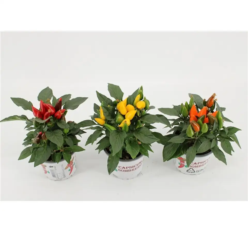 Капсикум D10 H15 - Capsicum mixed