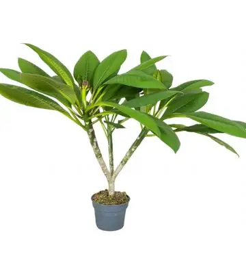 Плумерия D17 H75 - Plumeria Hawaiian mix