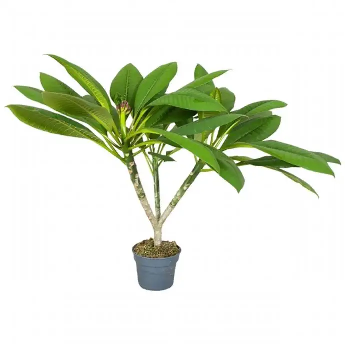 Плумерия D17 H75 - Plumeria Hawaiian mix