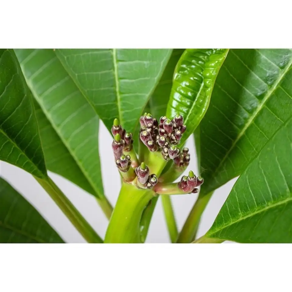 Плумерия D17 H75 - Plumeria Hawaiian mix - Image 2