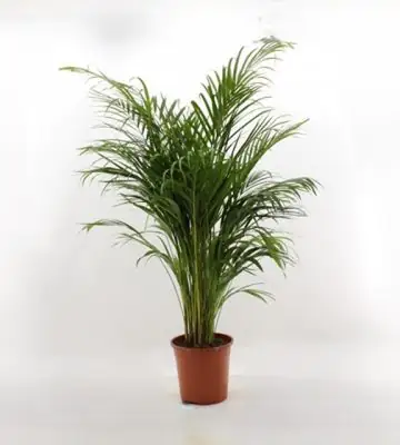 Арека D24 H140 - Dypsis Lutescens