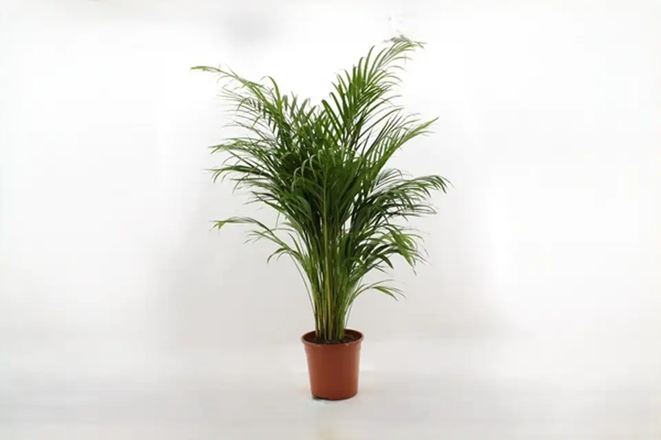 Арека D24 H140 - Dypsis Lutescens