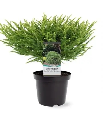 Криптомерия D19 H60 - Cryptomeria Little Champion