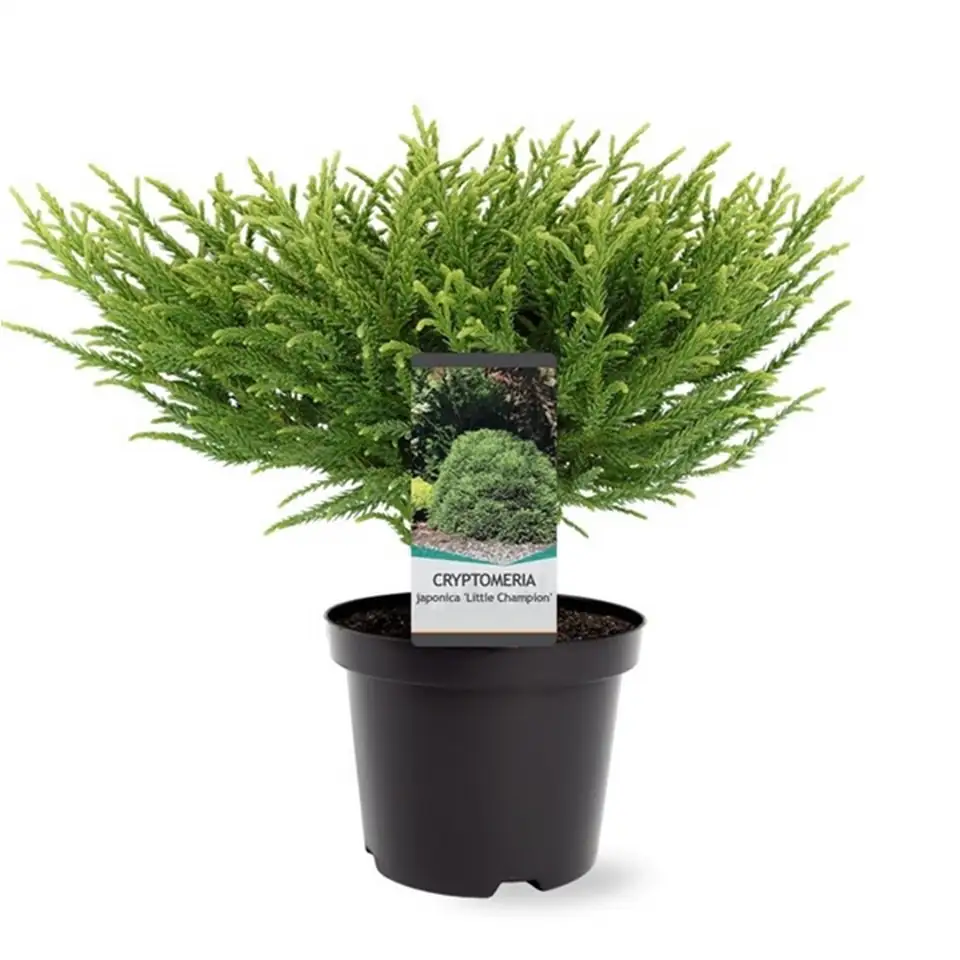 Криптомерия D19 H60 - Cryptomeria Little Champion