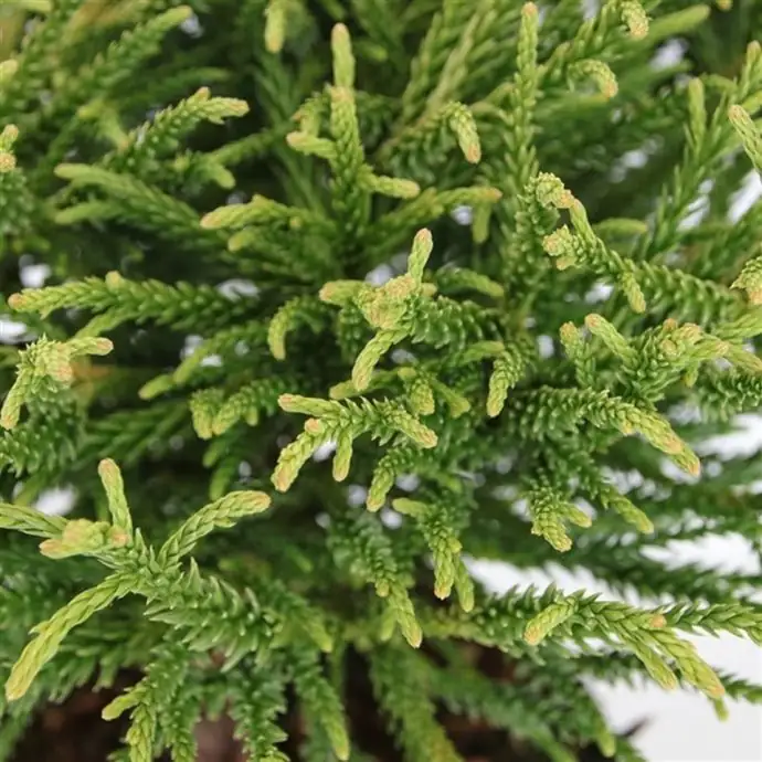Криптомерия D19 H60 - Cryptomeria Little Champion - Image 2