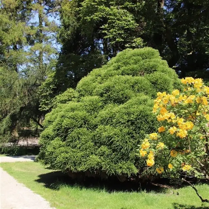 Криптомерия D19 H60 - Cryptomeria Little Champion - Image 3
