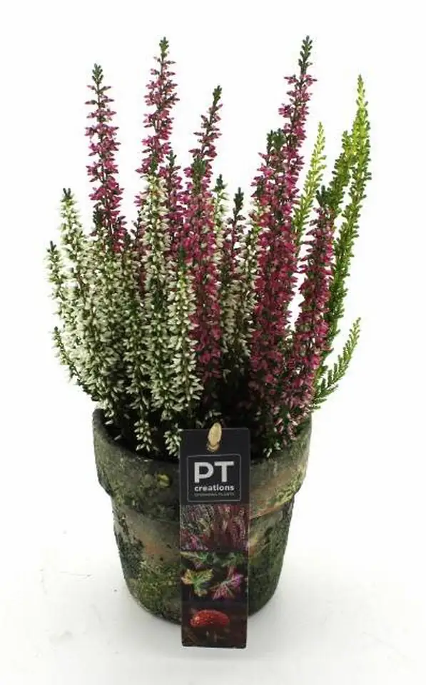 Калуна микс в керамична саксия D10 H38 - Plant arrangement