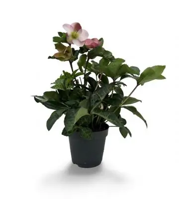 Хелеборус D17 H45 - Helleborus White Princess