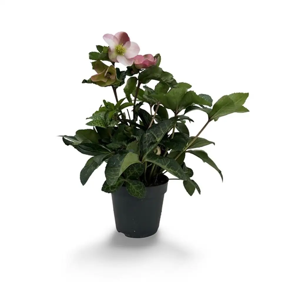 Хелеборус D17 H45 - Helleborus White Princess