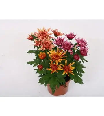 Хризантема D12 H26 - Chrysanthemum Artistic Jeff