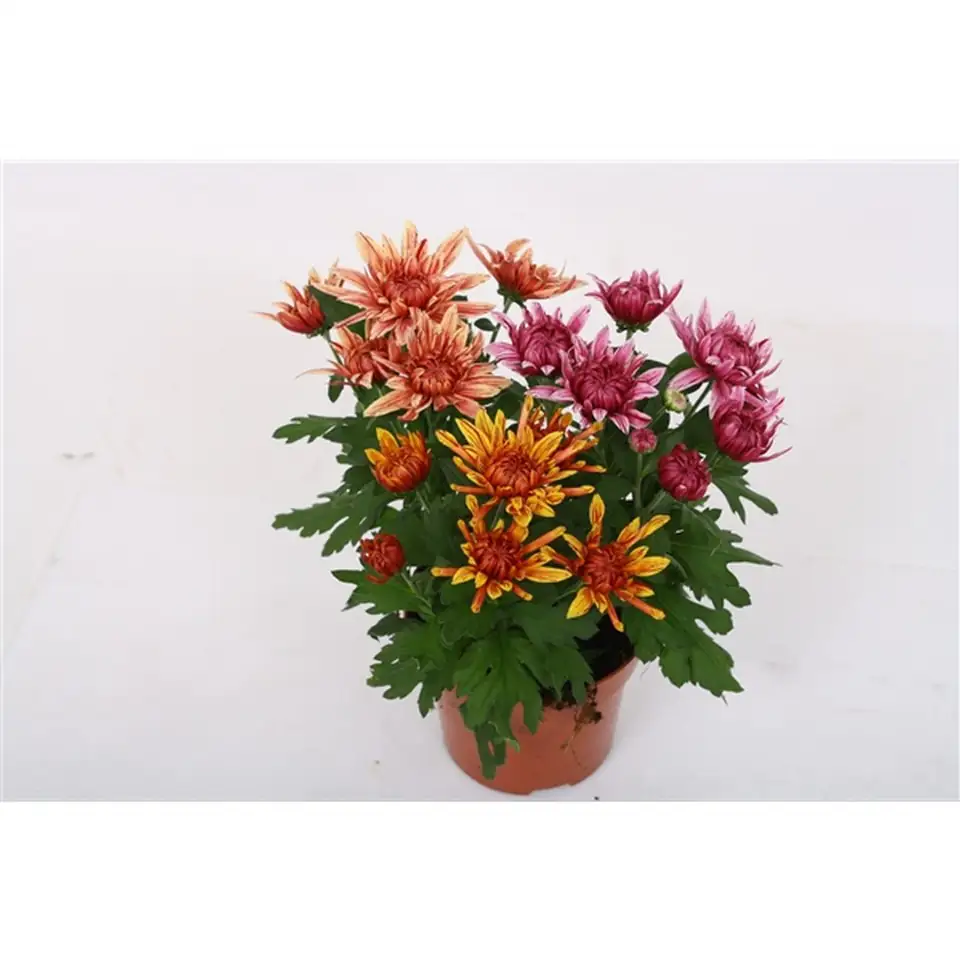 Хризантема D12 H26 - Chrysanthemum Artistic Jeff