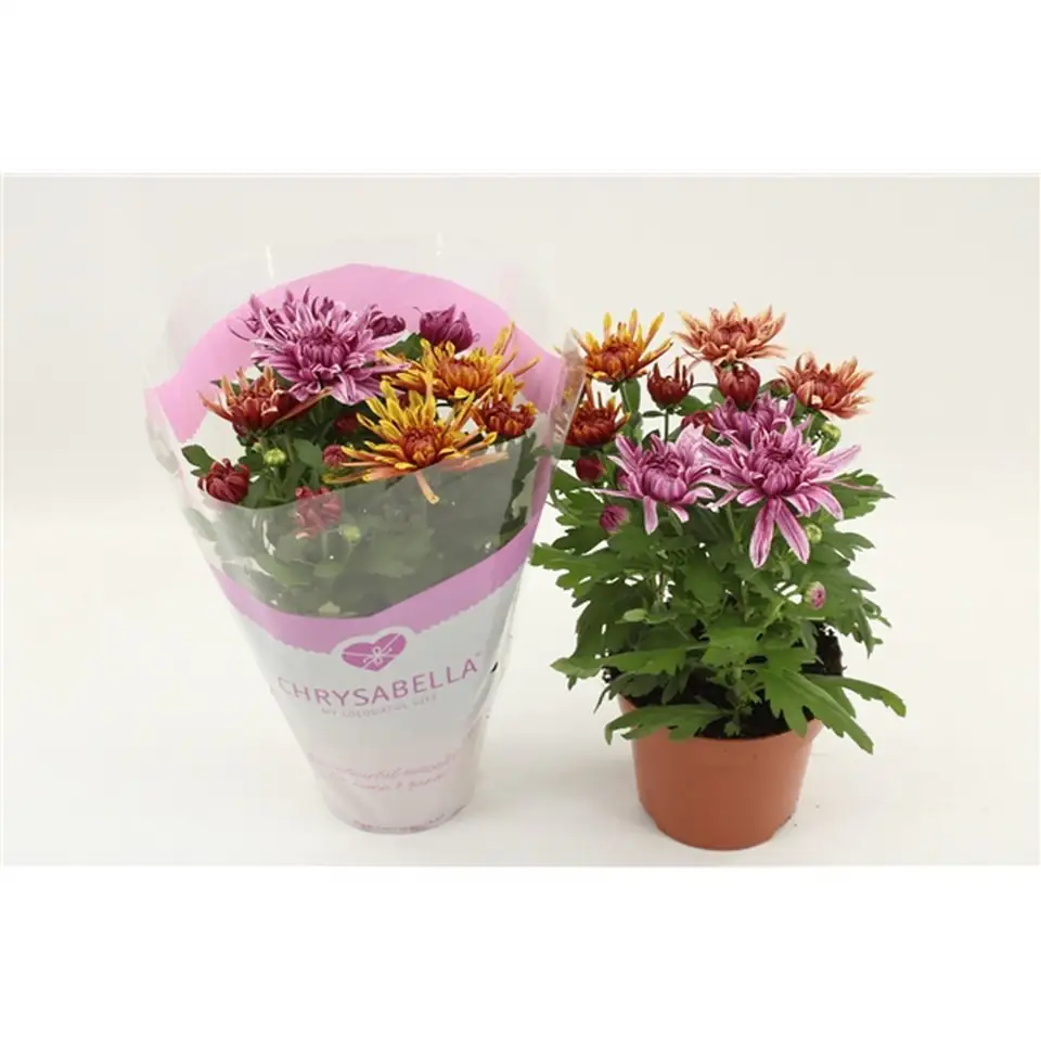 Хризантема D12 H26 - Chrysanthemum Artistic Jeff - Image 2