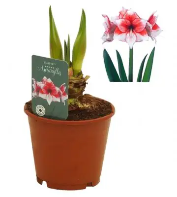 Хипеаструм D14 H27 - Hippeastrum Stardust