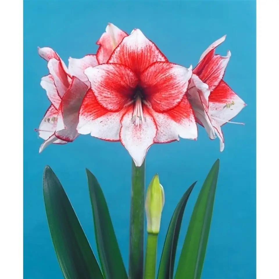 Хипеаструм D14 H27 - Hippeastrum Stardust - Image 2