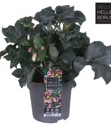 Хелеборус D19 H45 - Helleborus Angel Glow