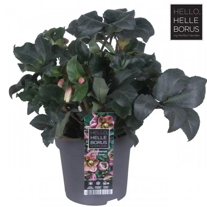 Хелеборус D19 H45 - Helleborus Angel Glow