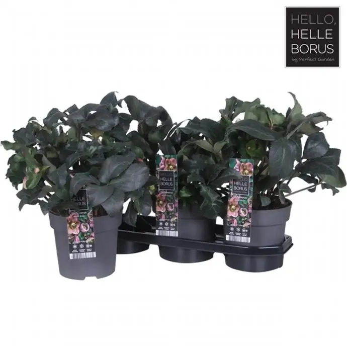 Хелеборус D19 H45 - Helleborus Angel Glow - Image 2
