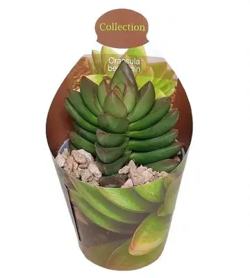 Красула D6.5 H8 - Crassula Benjamin