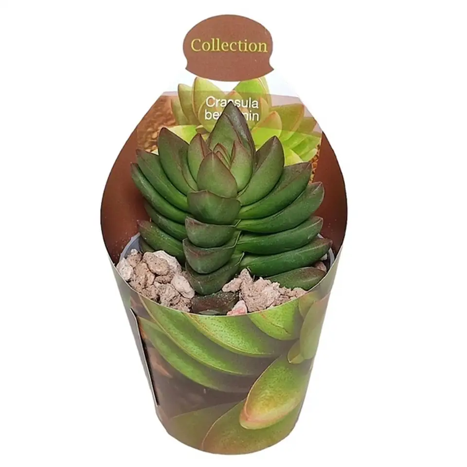 Красула D6.5 H8 - Crassula Benjamin