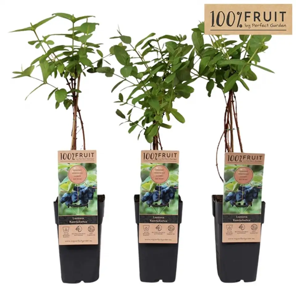 Лоницера D21 H/65 - Lonicera Kamtschatica