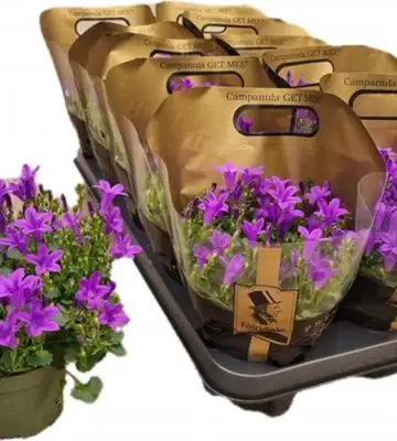 Кампанула D10.5 H20 - Campanula Get Me
