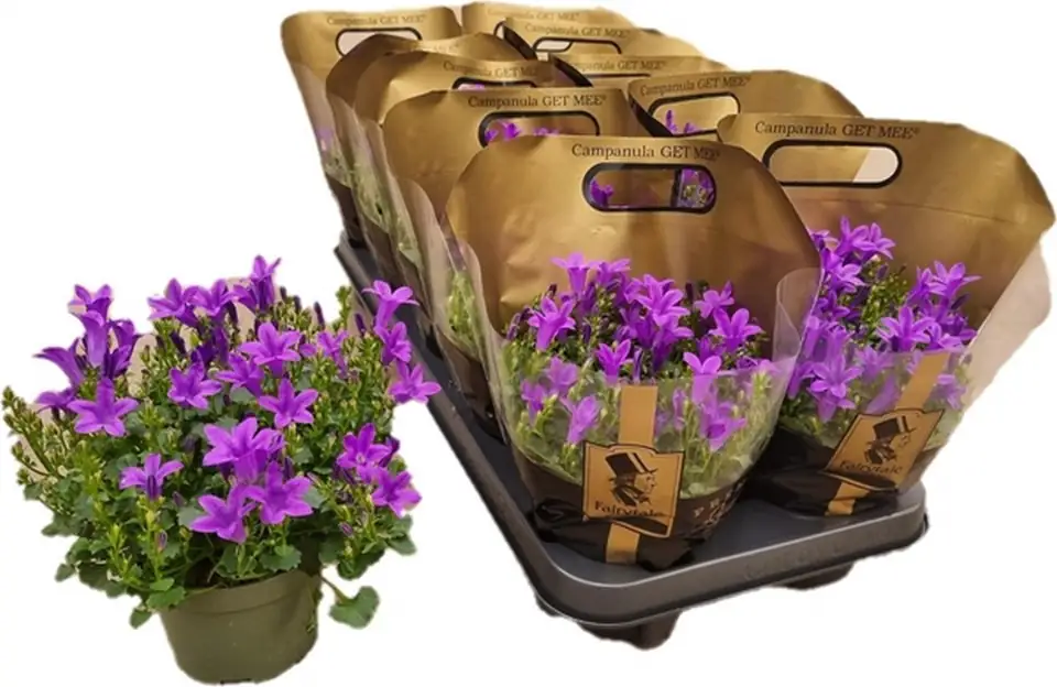 Кампанула D10.5 H20 - Campanula Get Me