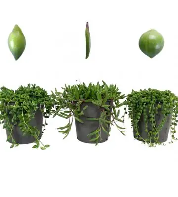 Сенецио D12 H15 - Senecio mixed