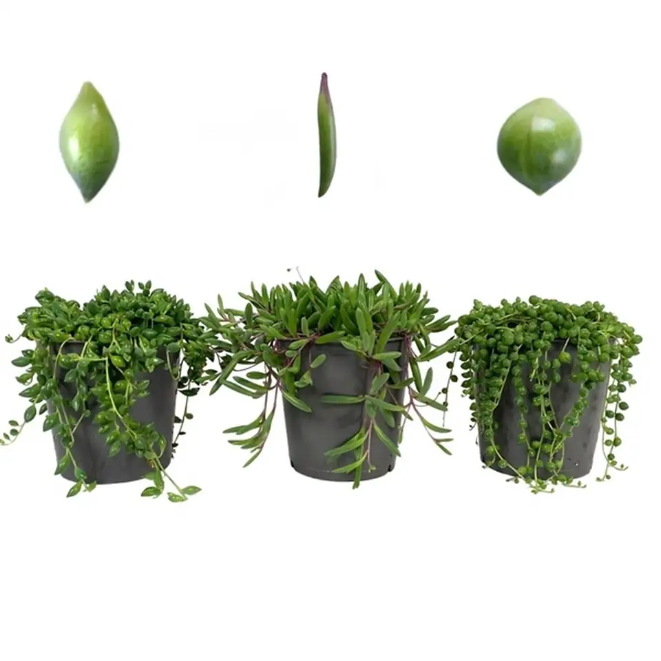 Сенецио D12 H15 - Senecio mixed